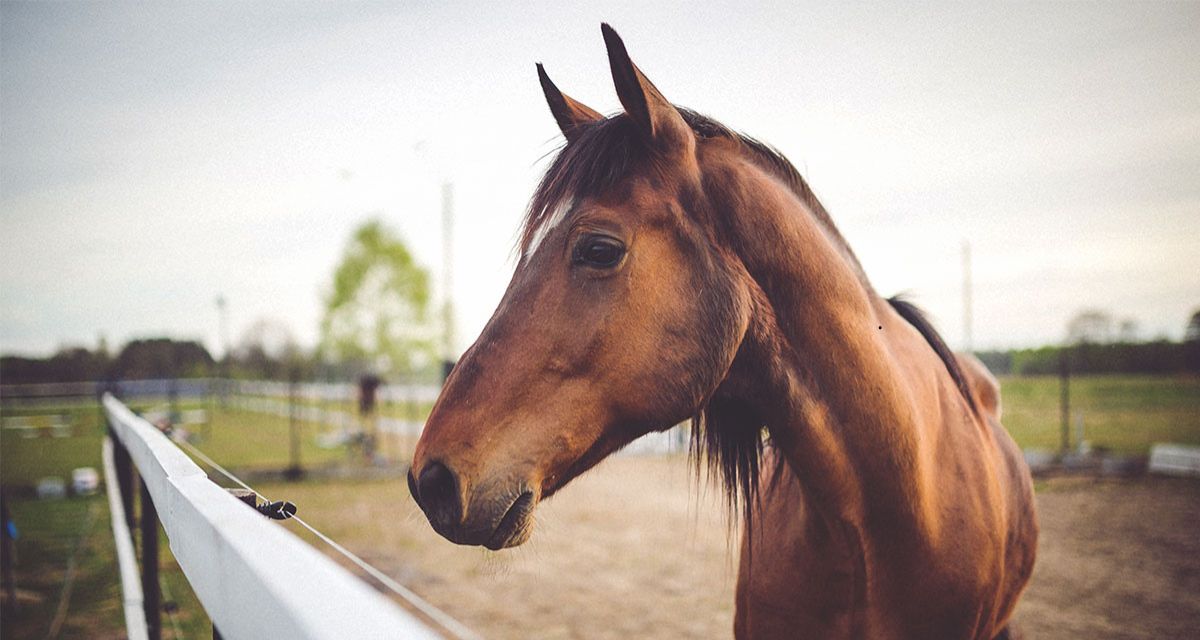 Consternación en el Maule: niño de 4 años fallece tras brutal patada de un caballo