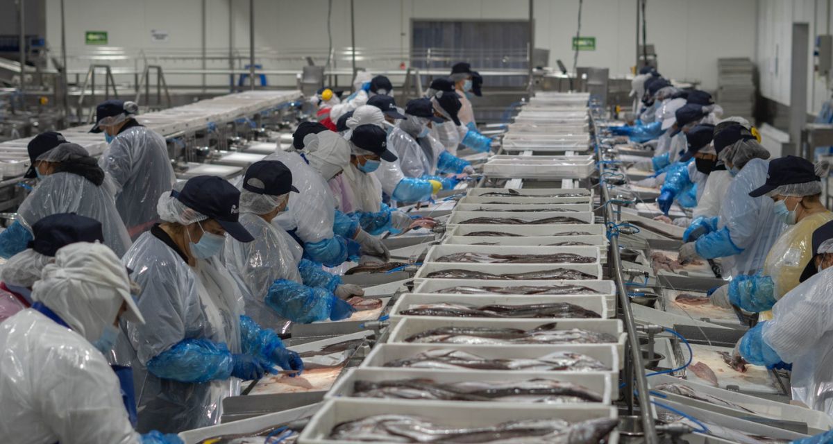 “Advertimos al Gobierno”: Importante empresa pesquera cierra tras cambios en la regulación de la merluza