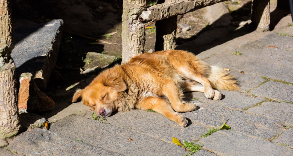 Faenamiento de perros en Puerto Montt genera impacto: “Esto está aumentando cada semana”