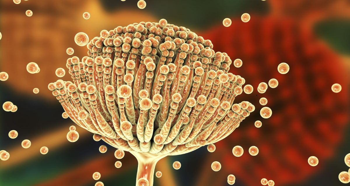 ¿Qué es el hongo Aspergillus? La infección que obligó a cerrar pabellones del Hospital El Pino